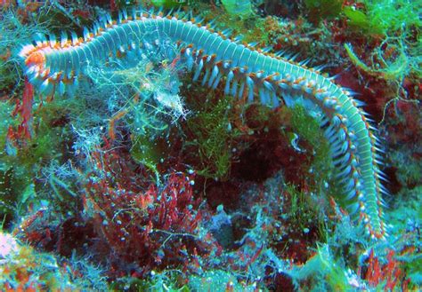 Millipedic Sea Worm Weird Sea Creatures Life Under The Sea