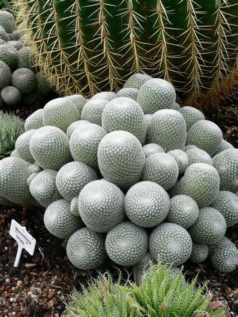 Cactus and succulents enjoy tremendous popularity in the world of garden designs and even outside because their exotic and iconic images. 17 Best images about Mammillaria on Pinterest | Gardens ...