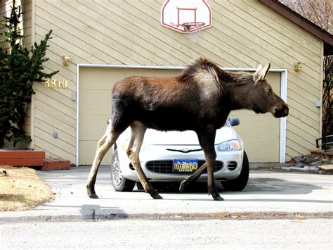 The Endearing Improbable Moose — Encounters North
