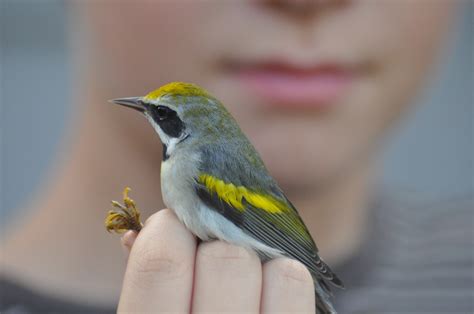 The Golden-winged Warbler: One Indicator of a Changing Climate ...