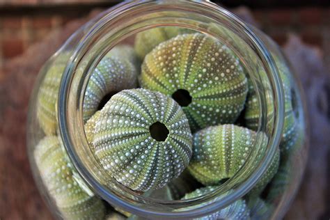 Sea Urchin Shell In Glass Jar Free Stock Photo Public Domain Pictures