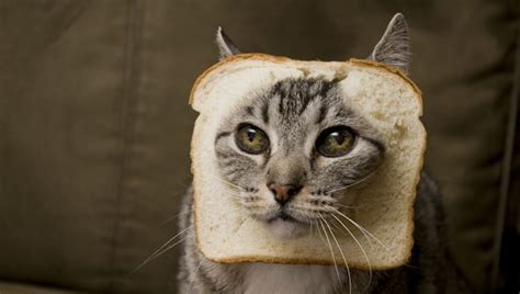 Can Cats Eat Bread Is Bread Safe For Cats Cattime Cute Cats Cat