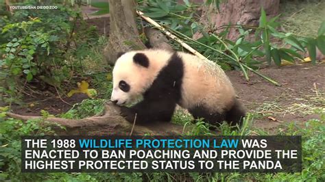 Giant Pandas Are No Longer Endangered Youtube