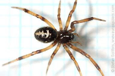 You'll get a little bump on your skin. Steatoda paykulliana photos and info