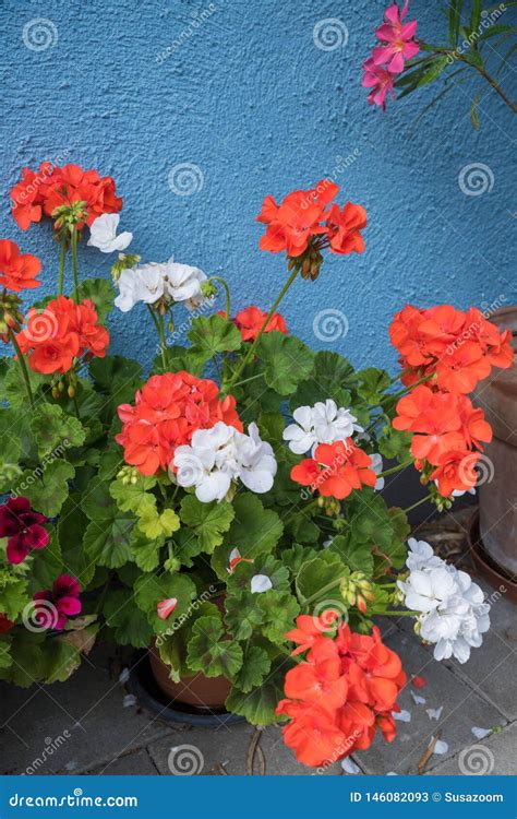 Flowerpot With Red And White Geranium Plants Stock Image Image Of