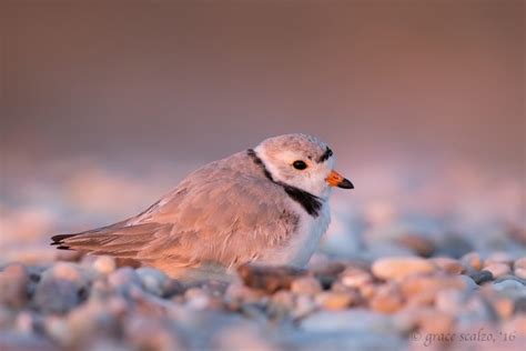 New Book Piping Plovers On The Beach By Grace Scalzo Fire Island And