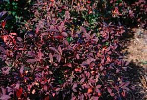 Check spelling or type a new query. Sweetspire, Virginia Sweetspire (itea virginica)