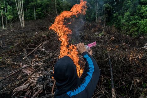 Deforestation In The Colombian Amazon Following Peace With The Farc