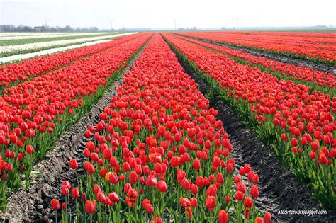 Tulipany droższe z powodu pandemii i mokrej zimy. Allochtonka - życie ekspatki w Holandii: Tulipanowe pola ...