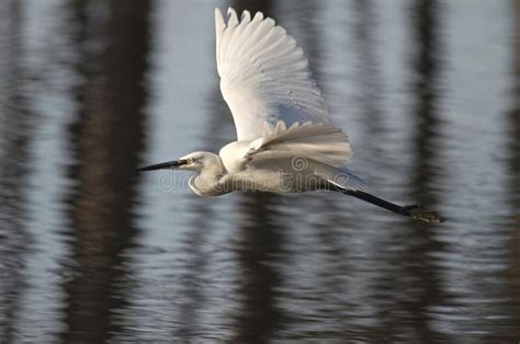 White Heron Or Common Egret Flying Stock Image Image Of Hunting