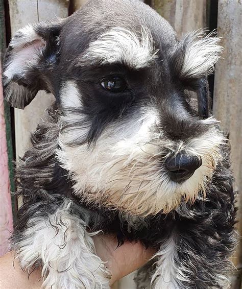 Miniature schnauzers are hardy and healthy but may be affected with certain conditions like cataracts, diabetes, pancreatitis, urinary and bladder stones, hyperlipidemia, progressive retinal atrophy and entropion. Black & silver mini schnauzer puppy | Mini schnauzer, Mini ...