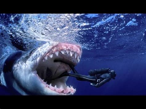 Megalodon is the answer to the bigfoot or even closer, to the loch ness monster. Top 5 World's Biggest Sharks - YouTube