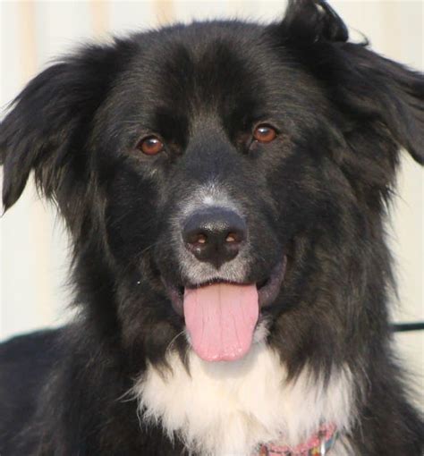 17 Border Collie Mixes Charming And Charismatic Collie Combos Collie