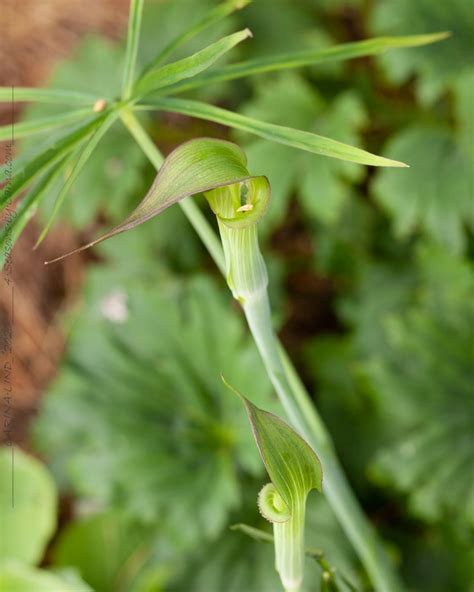 This name is the accepted name of a species in the genus arisaema (family araceae). Arisaema - kobrakalla • 4 Seasons by Carna
