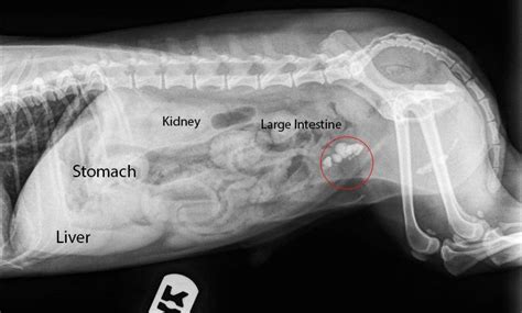 How To Read A Radiograph X Ray Veterinary Radiology Vet Medicine
