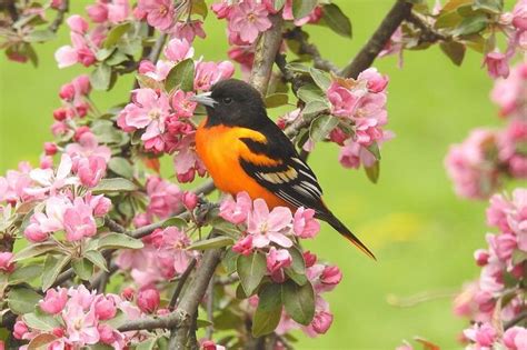 When Will Baltimore Orioles Arrive In Spring Birds And Blooms