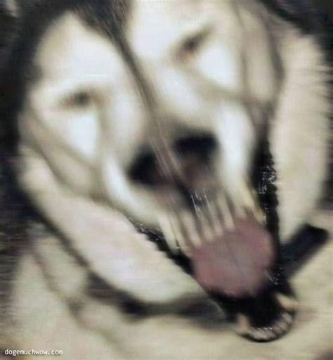 Cursed Dogs Images Dog Images Dog Memes Bad Dog