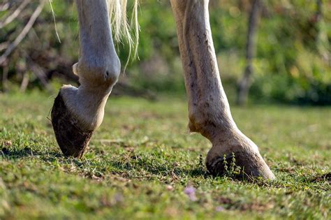 Fetlock Lameness In Horses Signs Diagnosis And Treatment Mad Barn