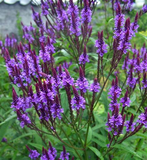 Health Benefits Of Vervain Herb Holistic Health And Living