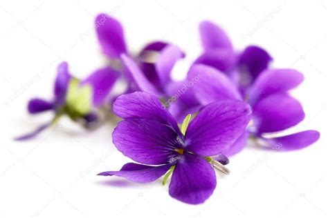 Violets Stock Photo By ©robynmac 5576341
