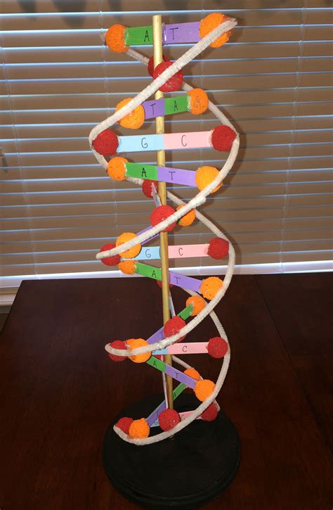 Dna 3d Model With Images Dna Project Dna Model