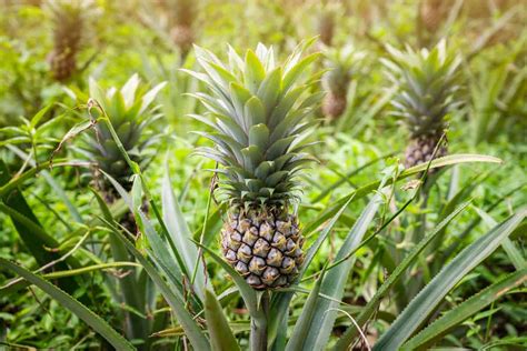 How Long Does It Take A Pineapple To Grow Inc After It Flowers