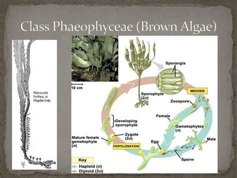 Ppt Algae Powerpoint Presentation Free Download Id2282355