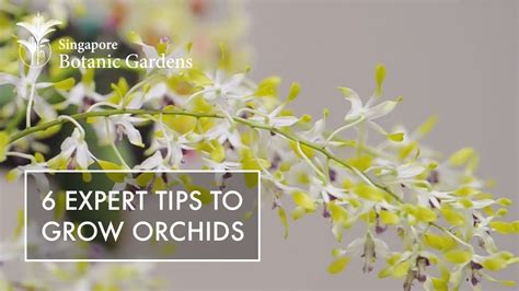 6 Expert Tips To Grow Orchids Youtube