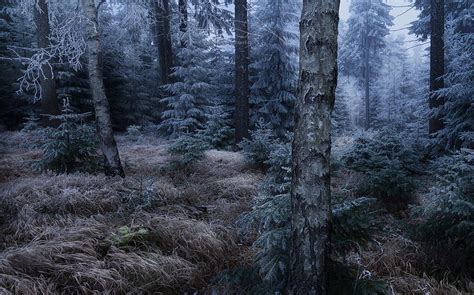 Dark Winter Forest Wallpapers Top Free Dark Winter Forest Backgrounds