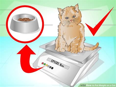 We did not find results for: 3 Ways to Put Weight on a Cat - wikiHow