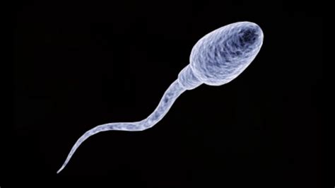 Process Of Sperm Formation And Its Structure Online Science Notes