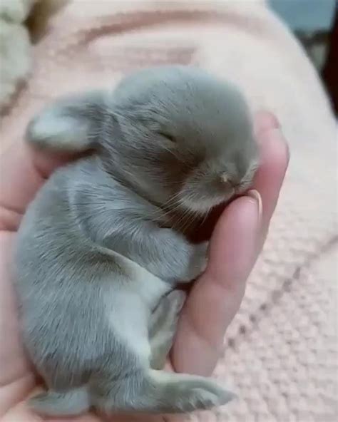 Newborn Baby Bunny Raww
