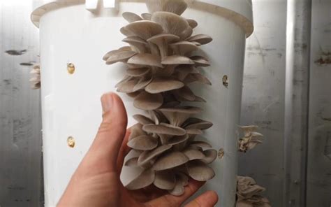 How To Grow Mushrooms In Buckets Complete Guide Grocycle