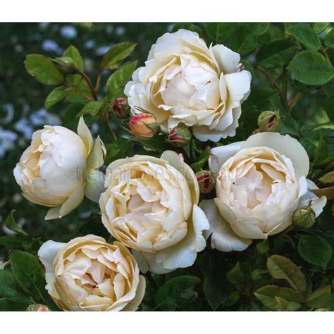 Wollerton Old Hall Shop Treloar Roses Premium Roses For Australian