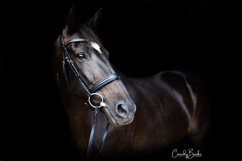 Equine Photography Black Horse Horse Photography Poses Equine