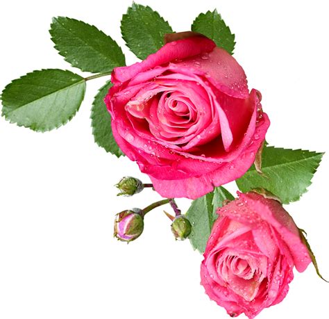 Pink Rose Png Psd Clipart Transparent