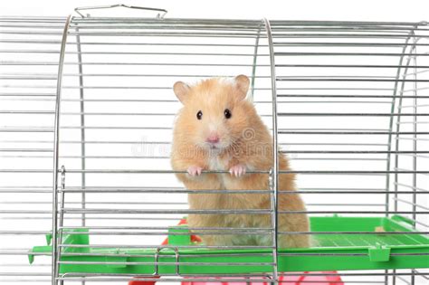A wide variety of picture hamster options are available to you, such as plastic, wood, and nylon. Hamster Picture 835 1000 Jpg / Hamster Photos 10 872 Free ...