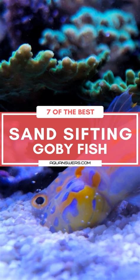 8 Sand Sifting Goby Fish For A Clean Sandbed Aquanswers
