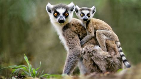 #ahkj #madagascar #madagascar 3 #mort #morticus #mouse lemur #lemurs #king julien #kidcore. Madagascar's Most Famous Species Is Near Extinction ...