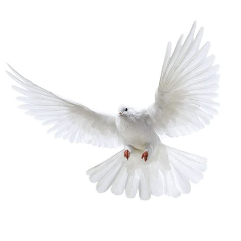White Flying Pigeon Png Image Png Image Белые голуби Животные Пейзажи
