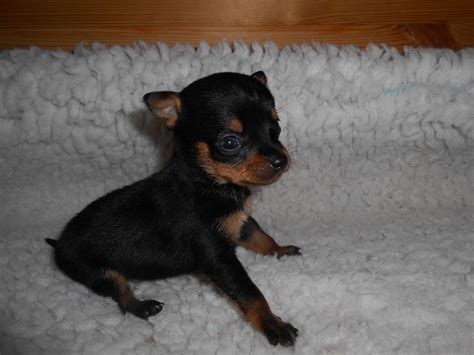 Can you sell puppies on craigslist? miniature pinscher x chihuahua puppies | Louth, Lincolnshire | Pets4Homes