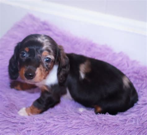 They were found in horrible conditions. Miniature Dachshund Puppies For Sale | Kinston, NC #279198