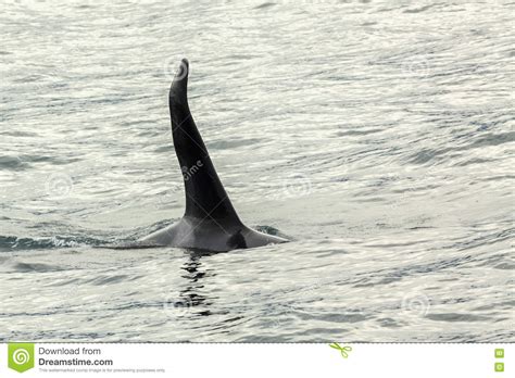 Killer Whale Orcinus Orca In Pacific Ocean Water Area