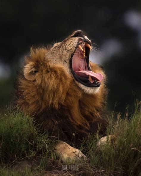 A Mighty Yawn A Beautiful Male Lion From Mombo Camp Botswana