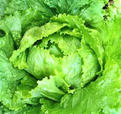 Webbs Wonderful Crisphead Lettuce Heirloom Garden Seeds Open