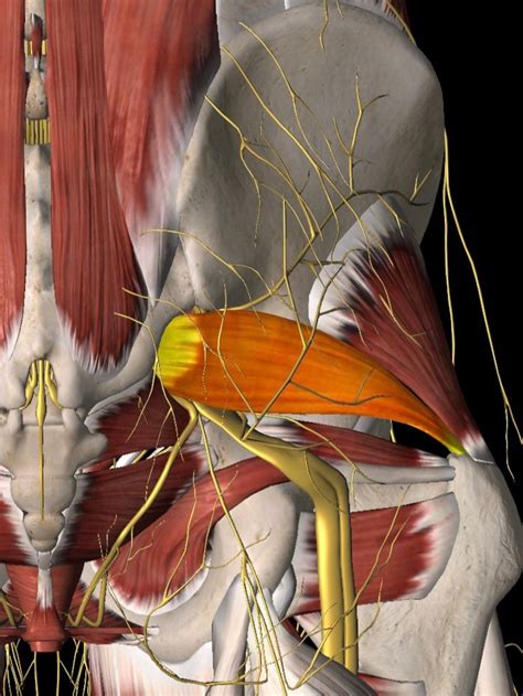 Anatomy Piriformis Anatomical Charts And Posters