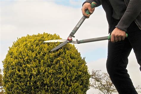 Shrubs And Hedge Pruning With Flora Gardening In Tayside