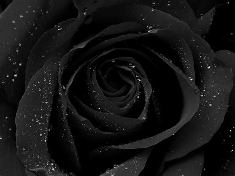 Free Download Black Wallpaper Free Hd Black Roses Wallpaper
