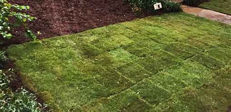 How much does zoysia grass cost per square foot. Meyer Zoysia Sod | NC Sod & Mulch
