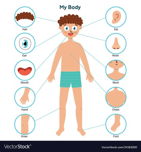 Body Parts Educational Posters With A Boy Vector Image